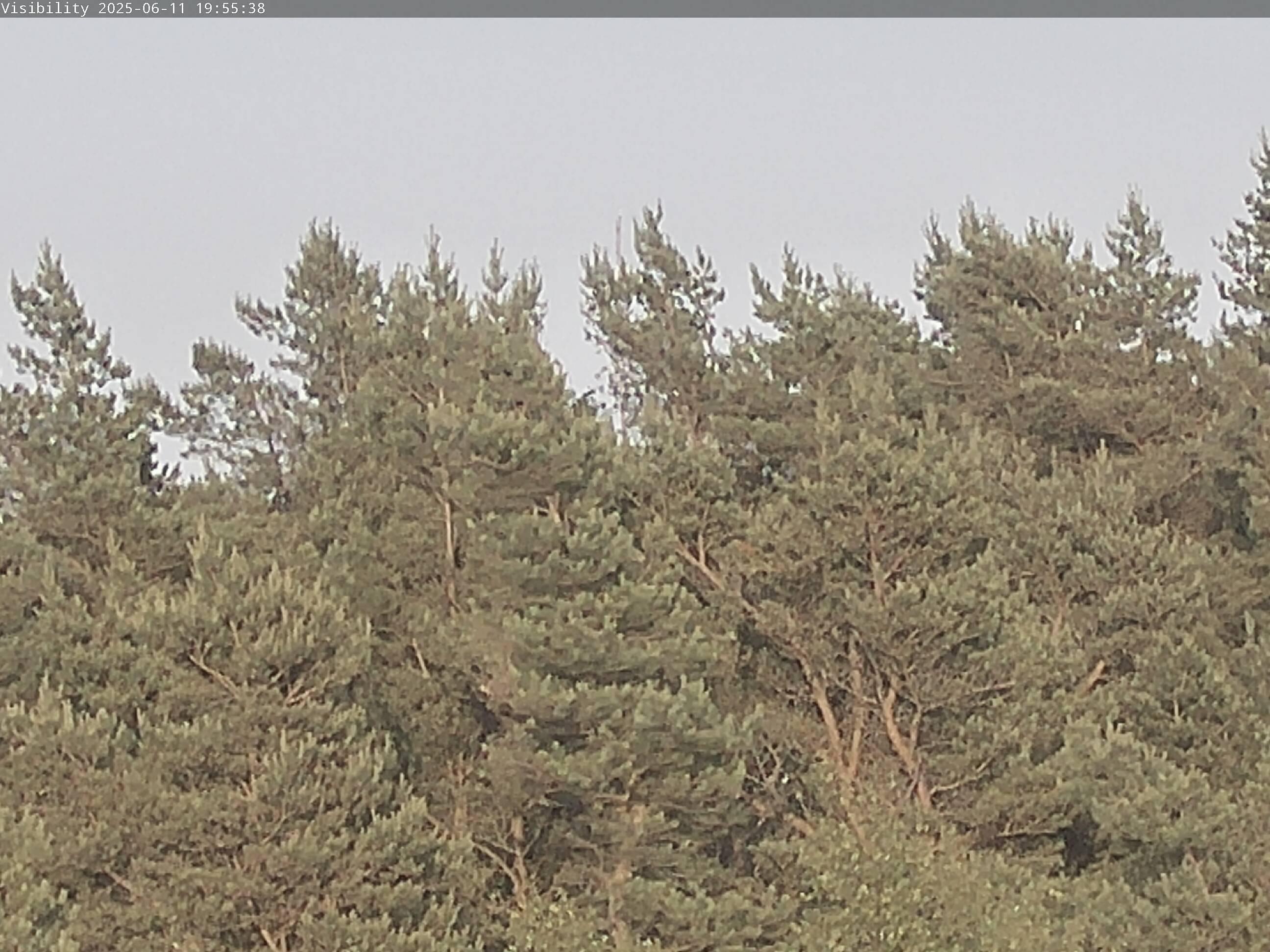 Live Image