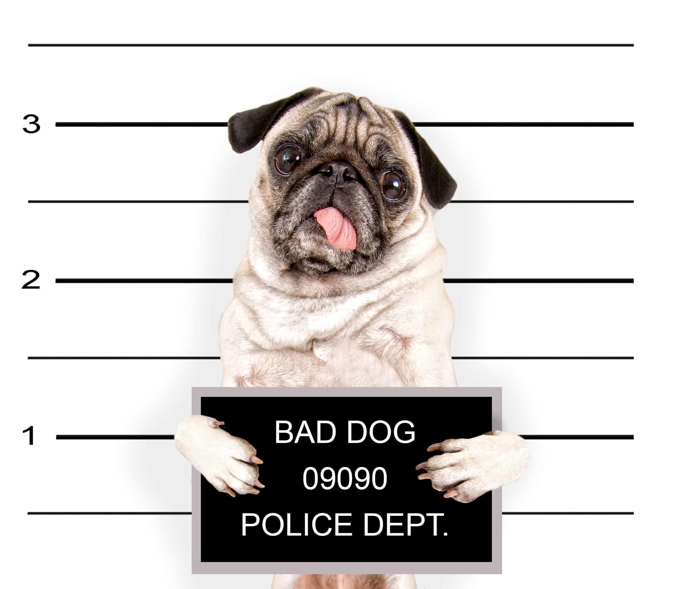 Ein Mops hält ein Schild mit einem bösen Hund hoch.