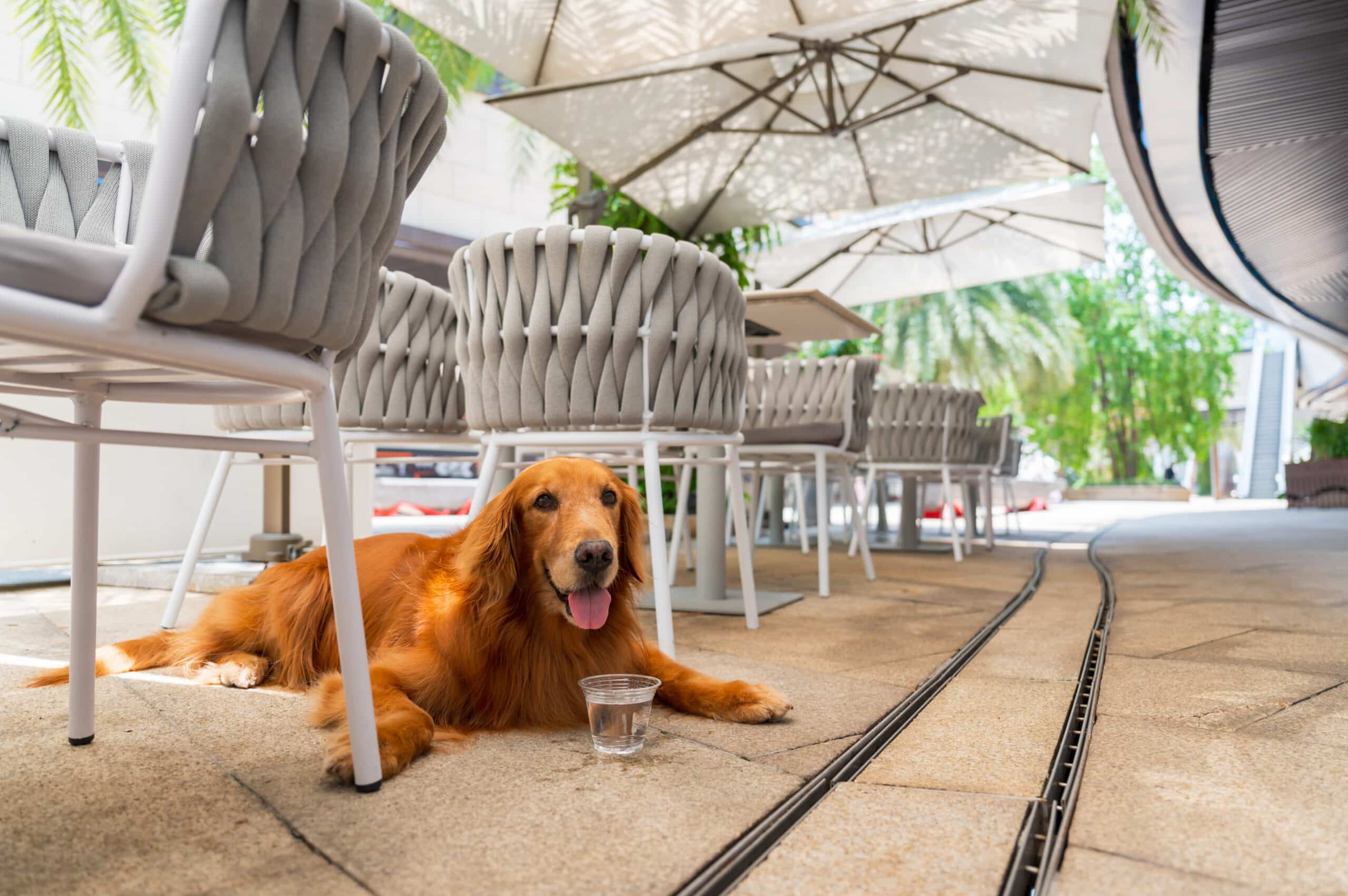 Hundefreundliches Dänemark