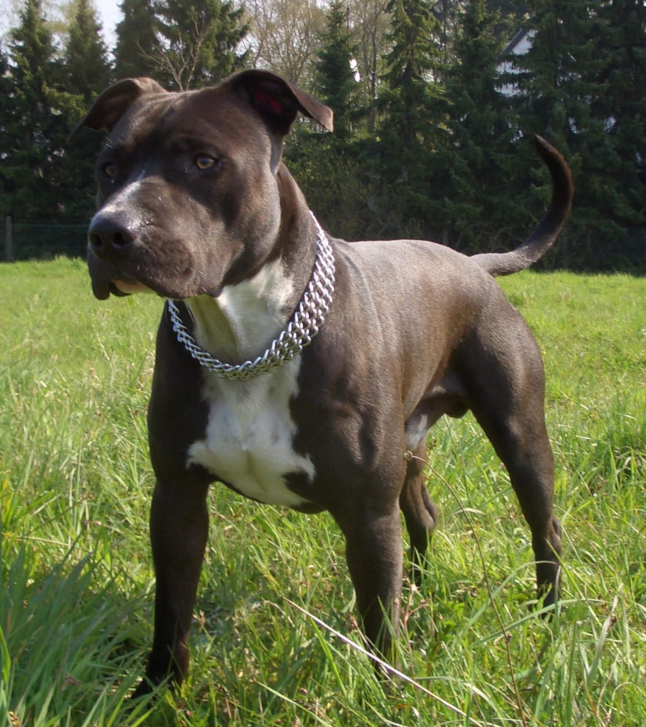 Amerikanischer Staffordshire Terrier