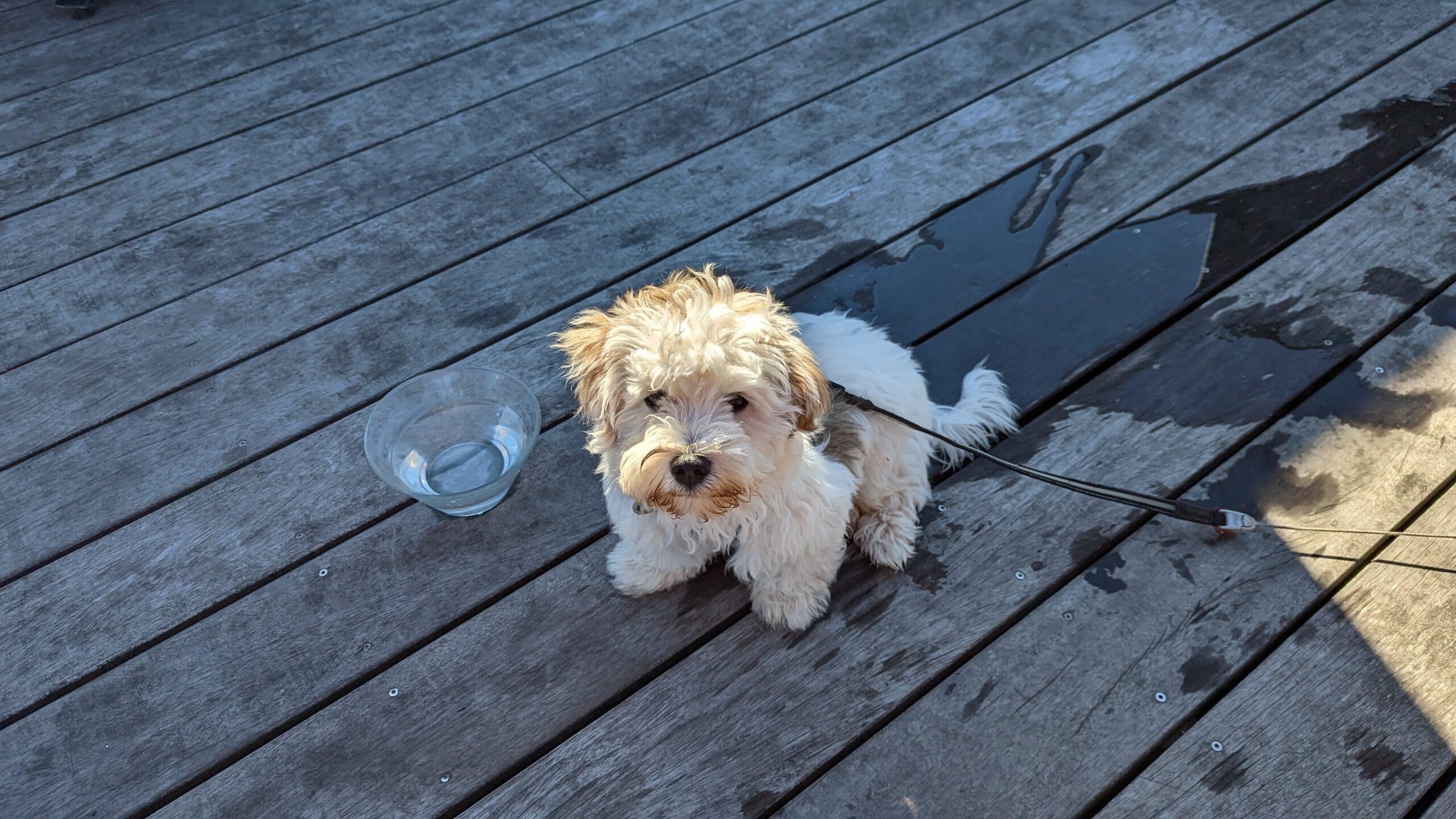 Hund auf Restaurant-Terrasse