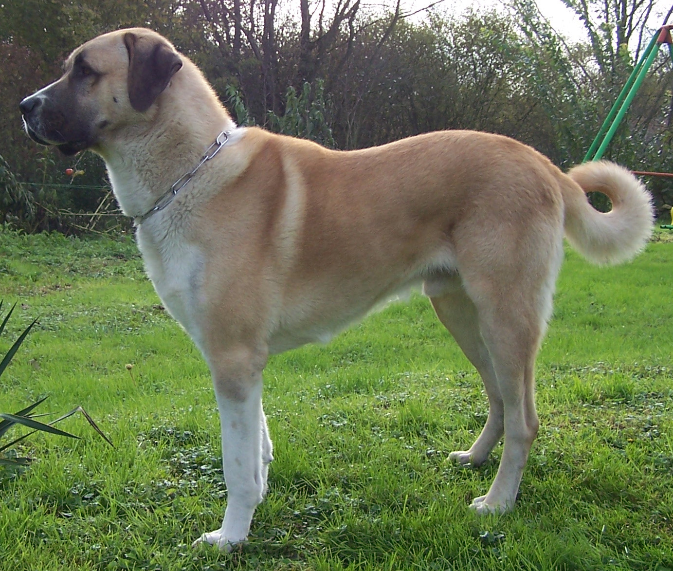 Kangal