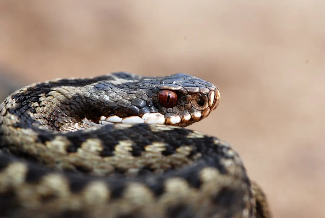 Hugorm-Mythen und moderne Naturerfahrung im Nationalpark Thy | Dänemark ...