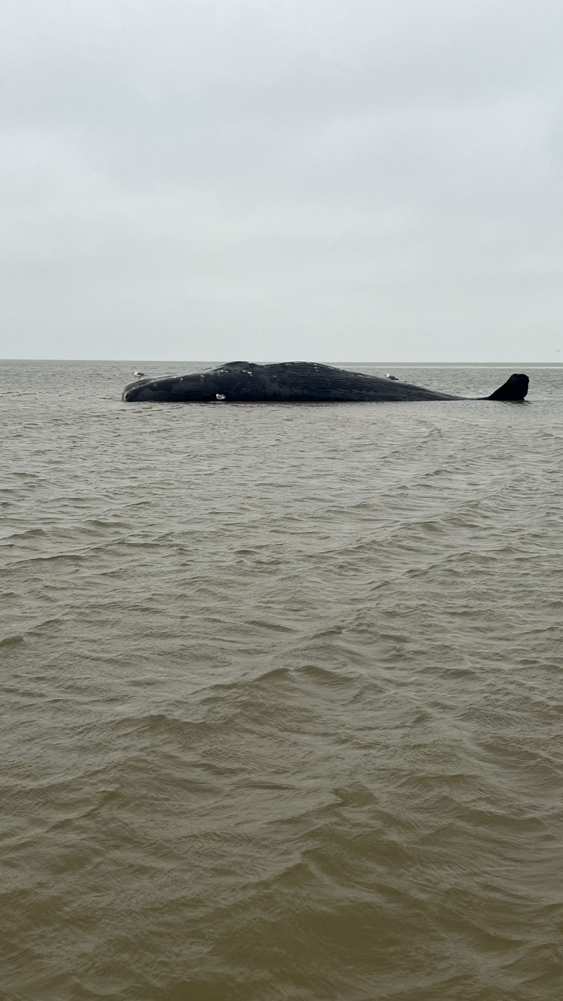 Pottwal vor Blåvandshuk gestrandet – und dann kam es noch schlimmer
