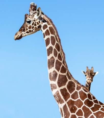 Jyllands Park Zoo