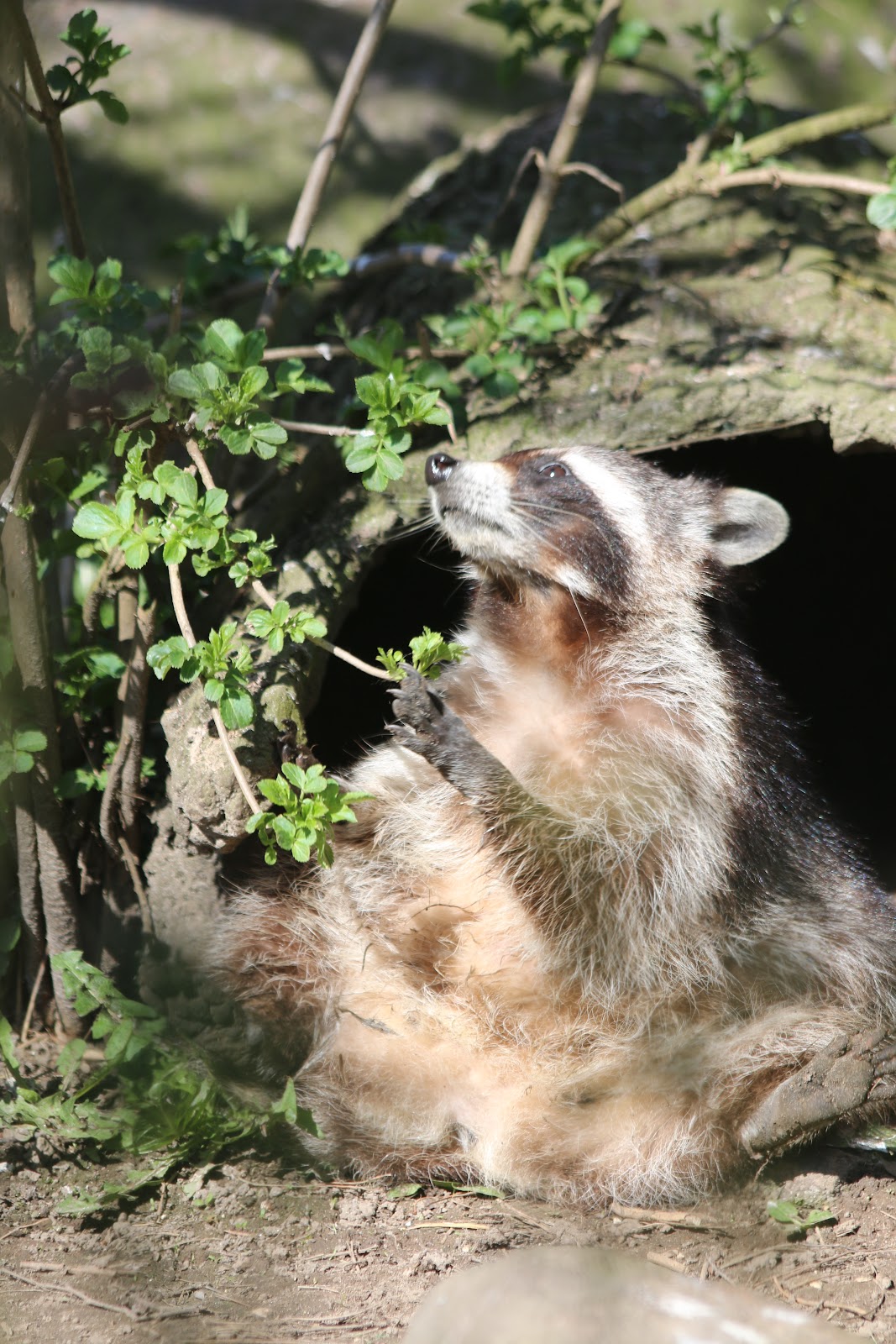 Munkholm Zoo