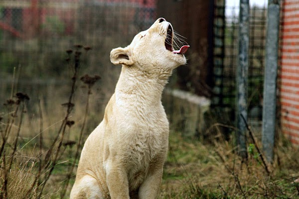 Blåvand Zoo