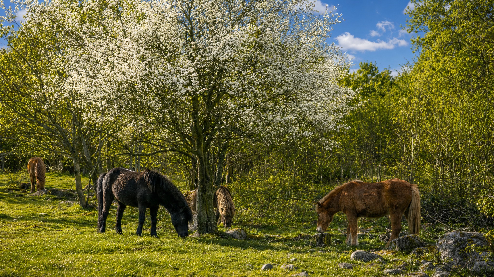 Nationalpark Mols Bjerge