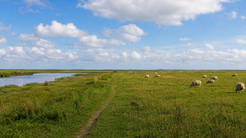 Ferienaktivität: Wanderung in der Tøndermarsken (4,5 km)