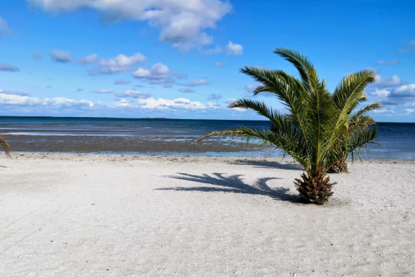 Palmestranden