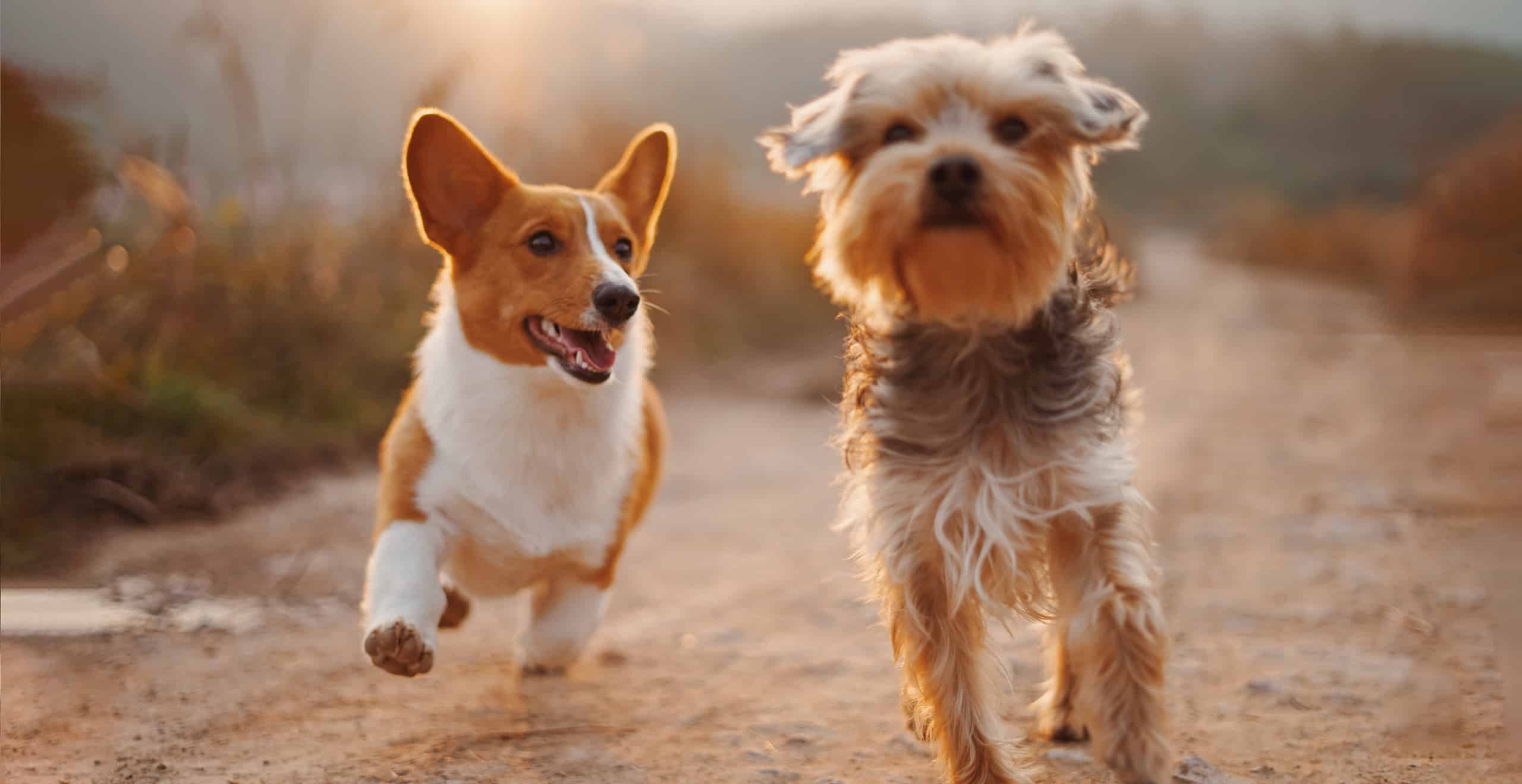 Haustierfreundliche Ferienhäuser