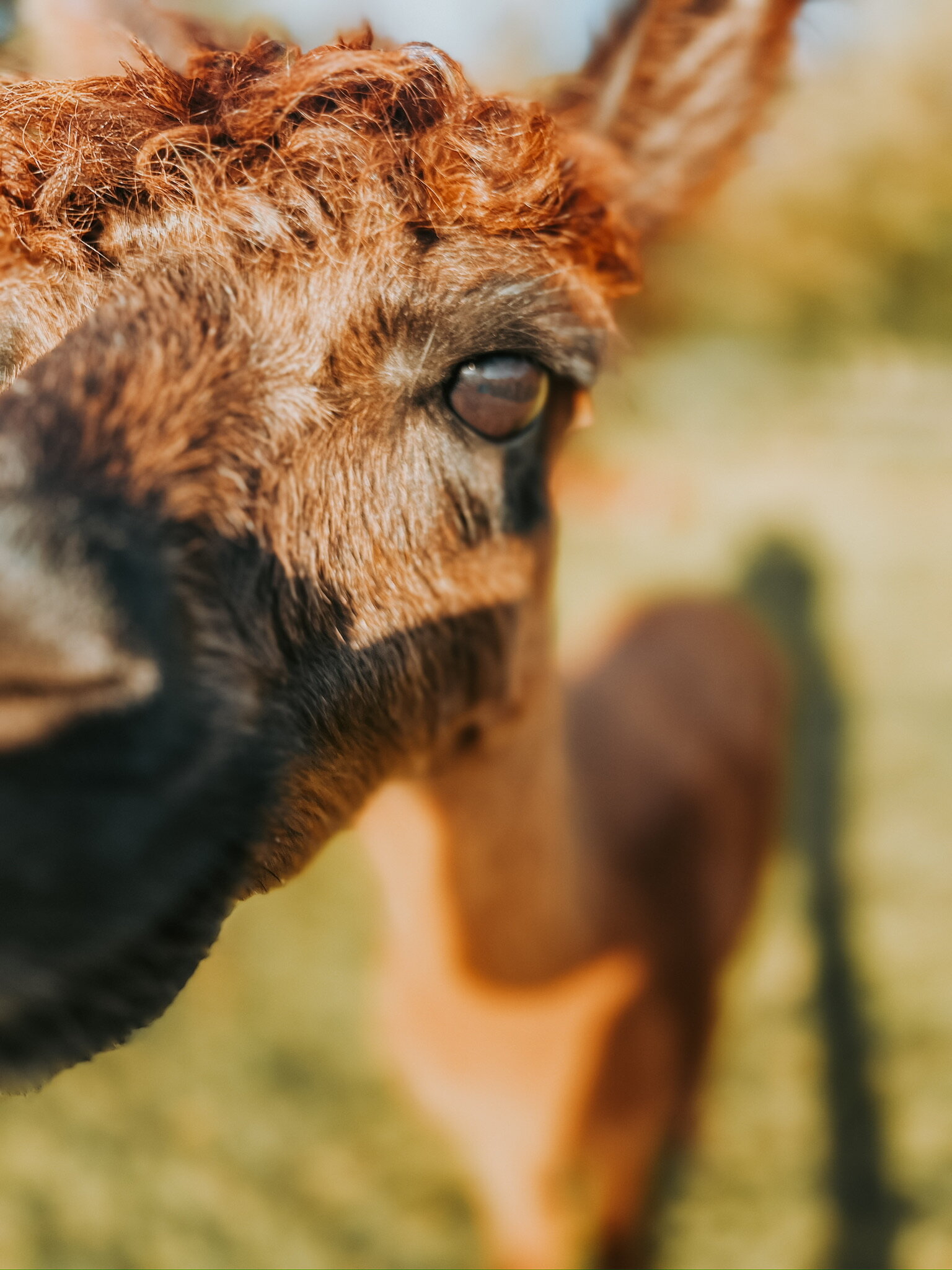 himstregims butik / Thypaca Alpaca Farm